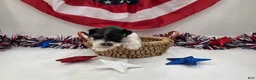 Miniature Schnauzer dogs for sale: Maverick black parti  - Ad 4