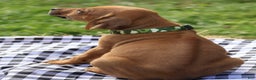 Rhodesian Ridgeback dogs for sale: Flint - Ad 3