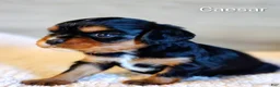 King Charles Spaniel dogs for sale: King Charles Spaniel 1 Caesar - Ad 8