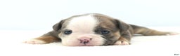 Mixed Breed dogs for sale: Savanna Tiny mini bulldog  - Ad 11