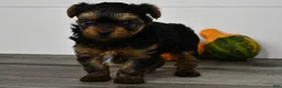 Yorkshire Terrier dogs for sale: Axle - Ad 4