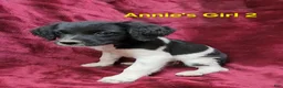 Brittany Spaniel dogs for sale: AKC/UKC French Brittany Annie's Girl 2 - Ad 5