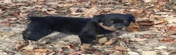 Rottweiler dogs for sale: Holly - Ad 20