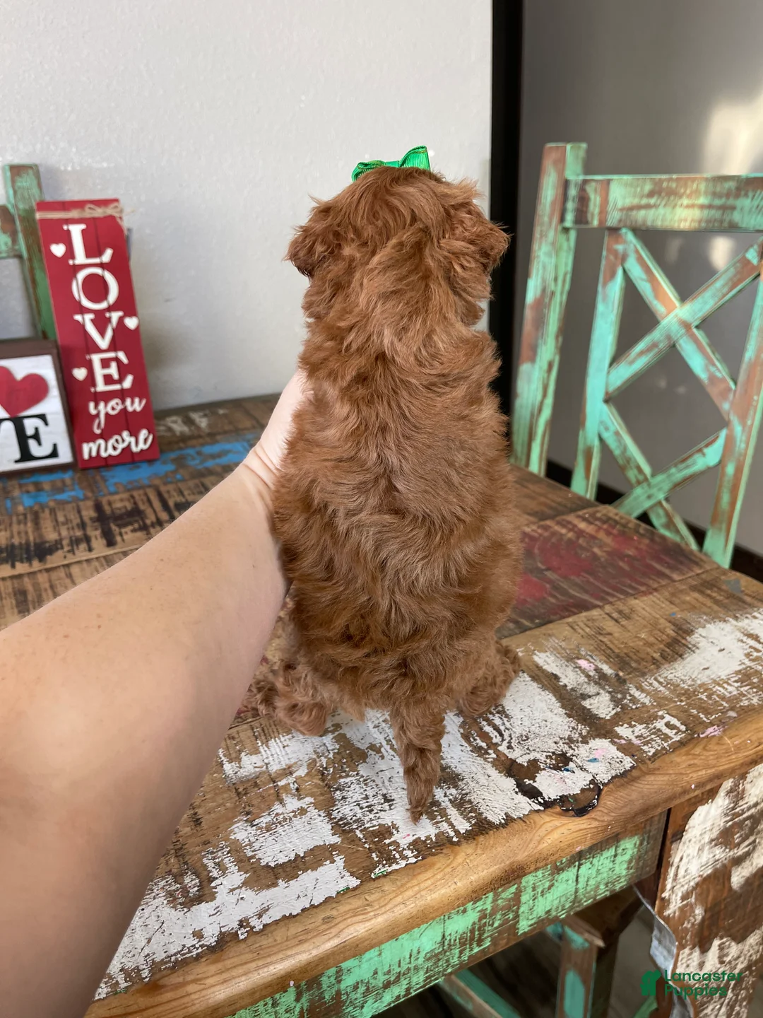 Toy Poodle dogs for sale: Akc Bred Color Red Green Bow - Ad 2