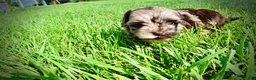Havapoo dogs for sale: Heavenly - Ad 16