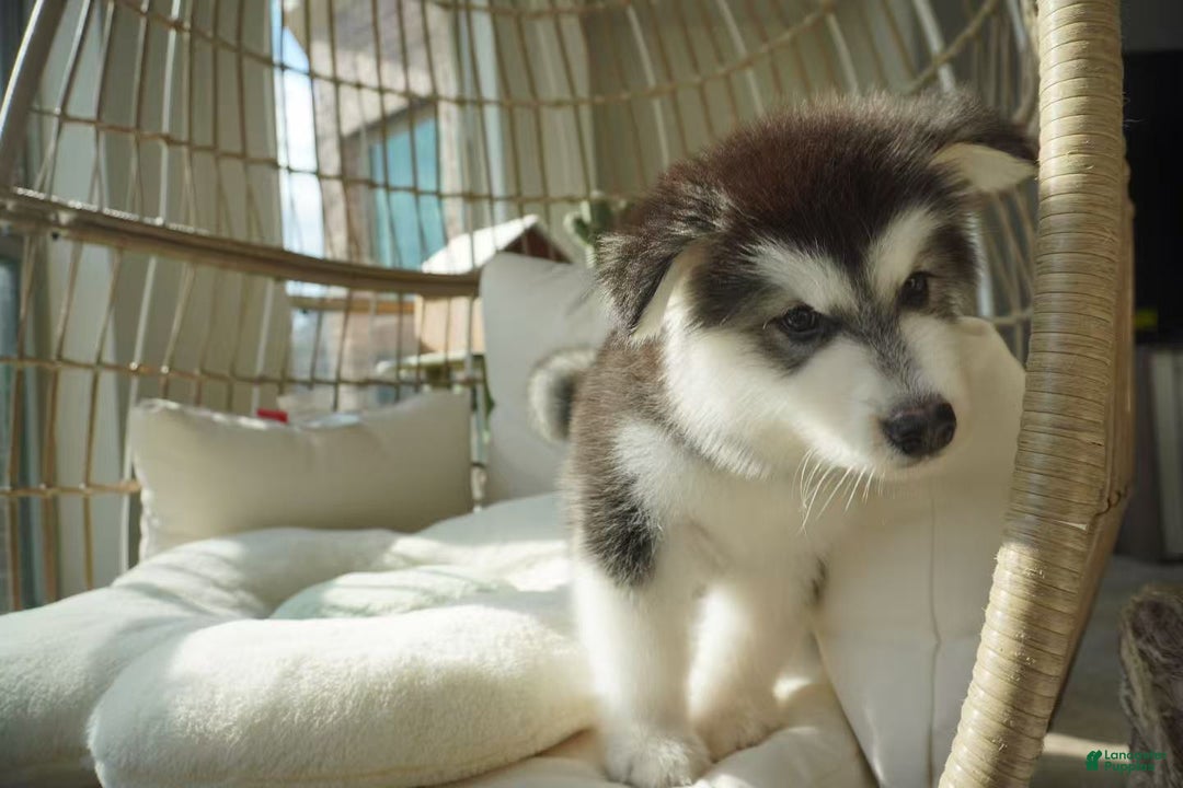 Alaskan Malamute dogs for sale: Xiao Hong - Ad 8