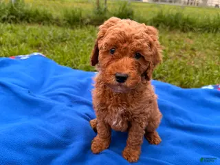 Mini Goldendoodle dogs Glory - Ad 6
