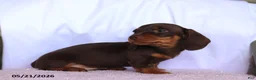 Miniature Dachshund dogs for sale: Cole - Ad 3