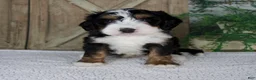 Mini Bernedoodle dogs for sale: Tyler - Ad 1