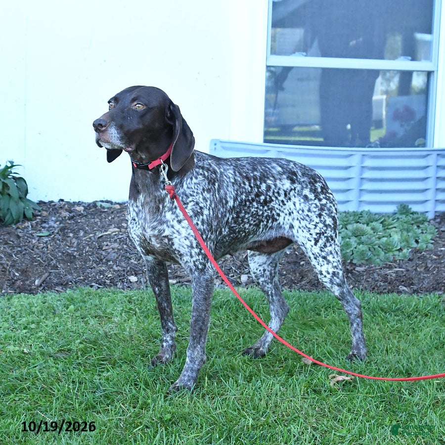 German Shorthaired Pointer dogs for sale: Magnum - Ad 1