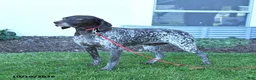 German Shorthaired Pointer dogs for sale: Magnum - Ad 1