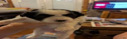 Shihpoo dogs for sale: Gem - Ad 2
