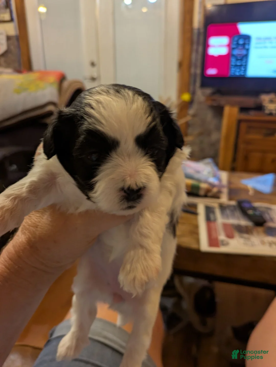 Shihpoo dogs for sale: Gem - Ad 2