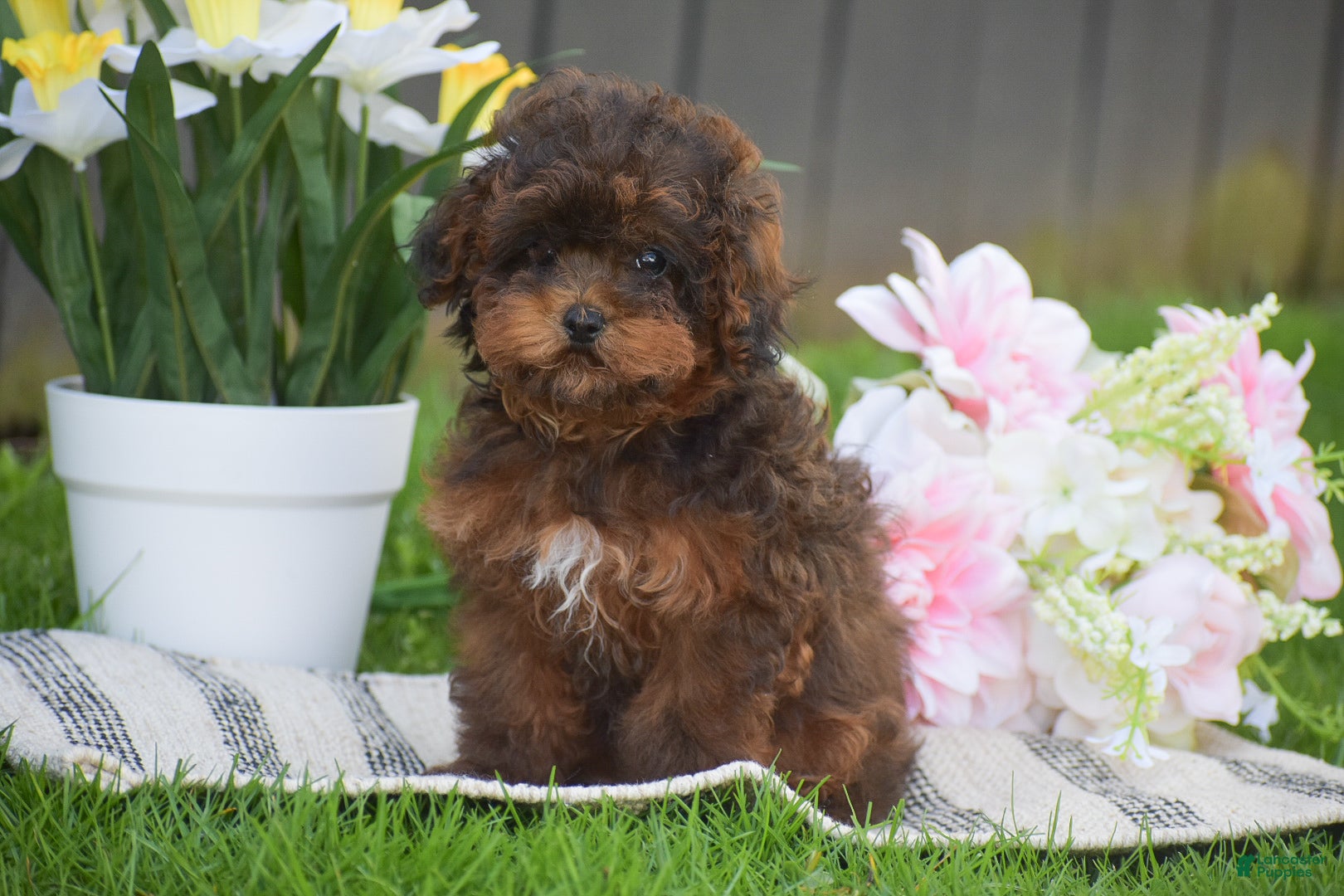 Toy Poodle dogs Clover - Ad 2