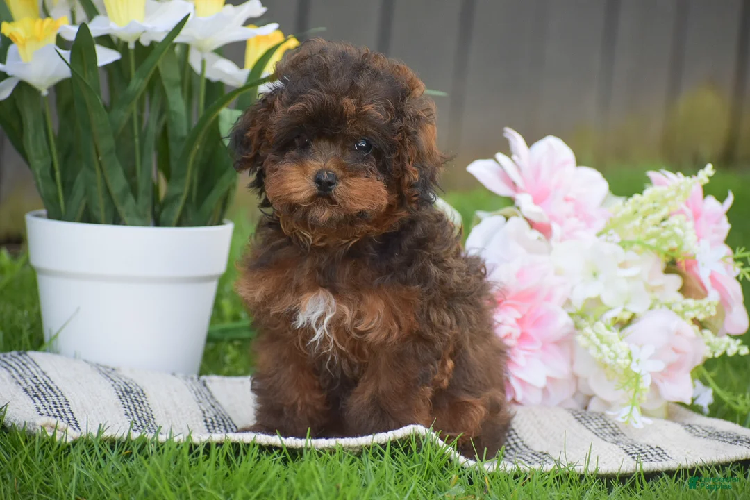 Toy Poodle dogs for sale: Clover - Ad 2