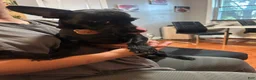 Mixed Breed dogs for stud: Max.. - Ad 1