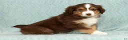 Australian Shepherd dogs for sale: Ronnie - Ad 4