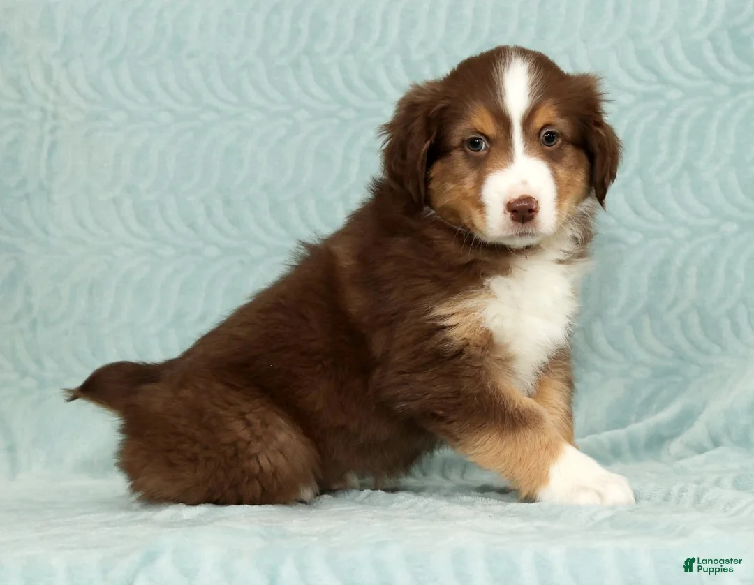 Australian Shepherd dogs for sale: Ronnie - Ad 4