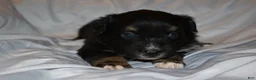 Miniature Australian Shepherd dogs for sale: Male #4 - Azriel - Ad 6