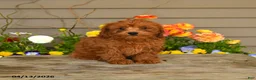 Cavapoo dogs for sale: Archie - Ad 3