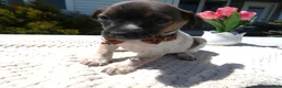 Jack Russell Terrier dogs for sale: Jack Russell Terrier Puppy 3 Sandy - Ad 3