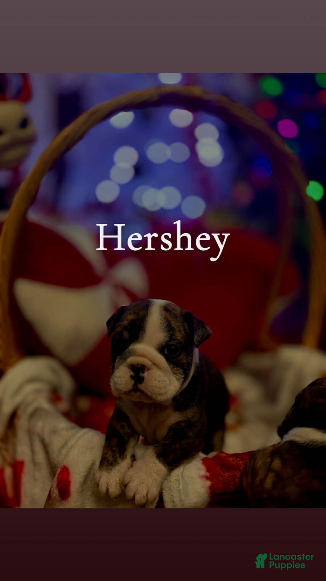 English Bulldog dogs for sale: Hershey  - Ad 1