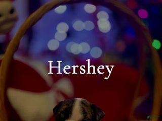 English Bulldog dogs Hershey - Ad 22