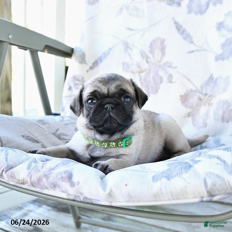 Pug dogs Wayne - Ad 2