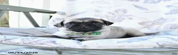 Pug dogs for sale: Wayne - Ad 2