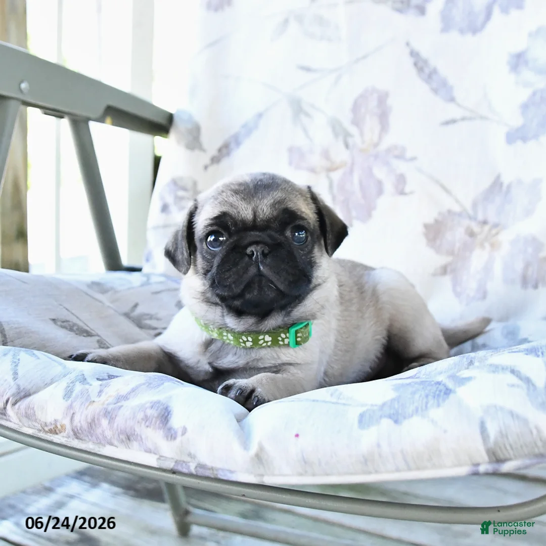 Pug dogs for sale: Wayne - Ad 2