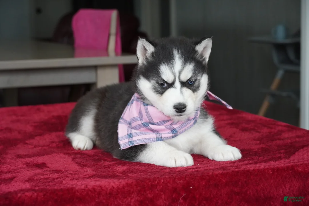 Siberian Husky dogs for sale: Daisy - Ad 5