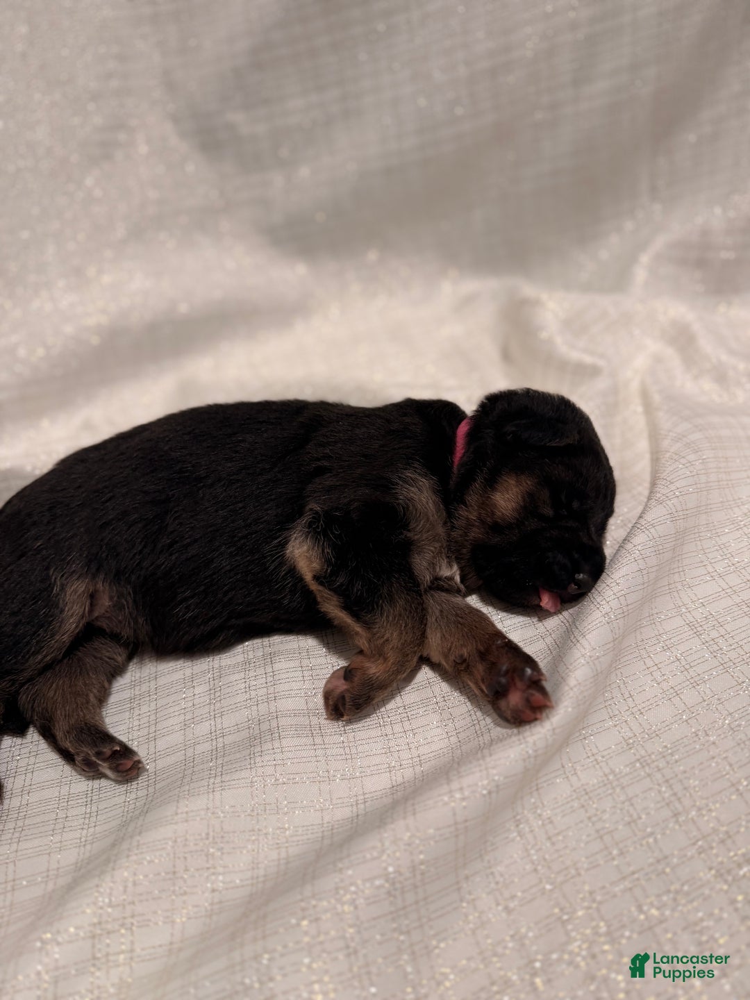 German Shepherd dogs for sale: German Shepherd Puppy 4 - Ad 4