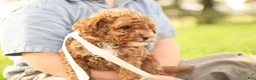 Toy Poodle dogs for sale: Reese - Ad 7