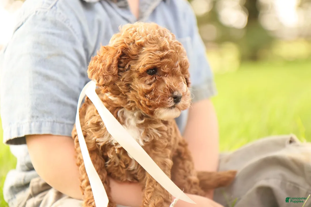 Toy Poodle dogs for sale: Reese - Ad 7
