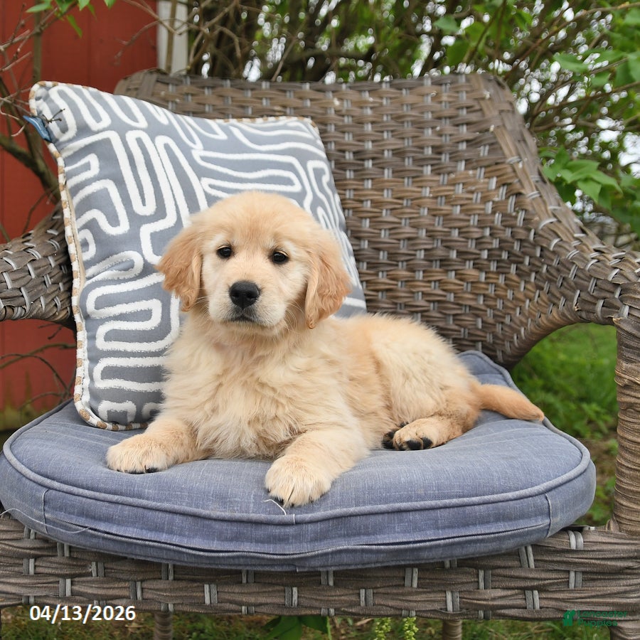 Golden Retriever dogs Mae  - Ad 1
