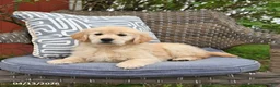 Golden Retriever dogs for sale: Mae  - Ad 1