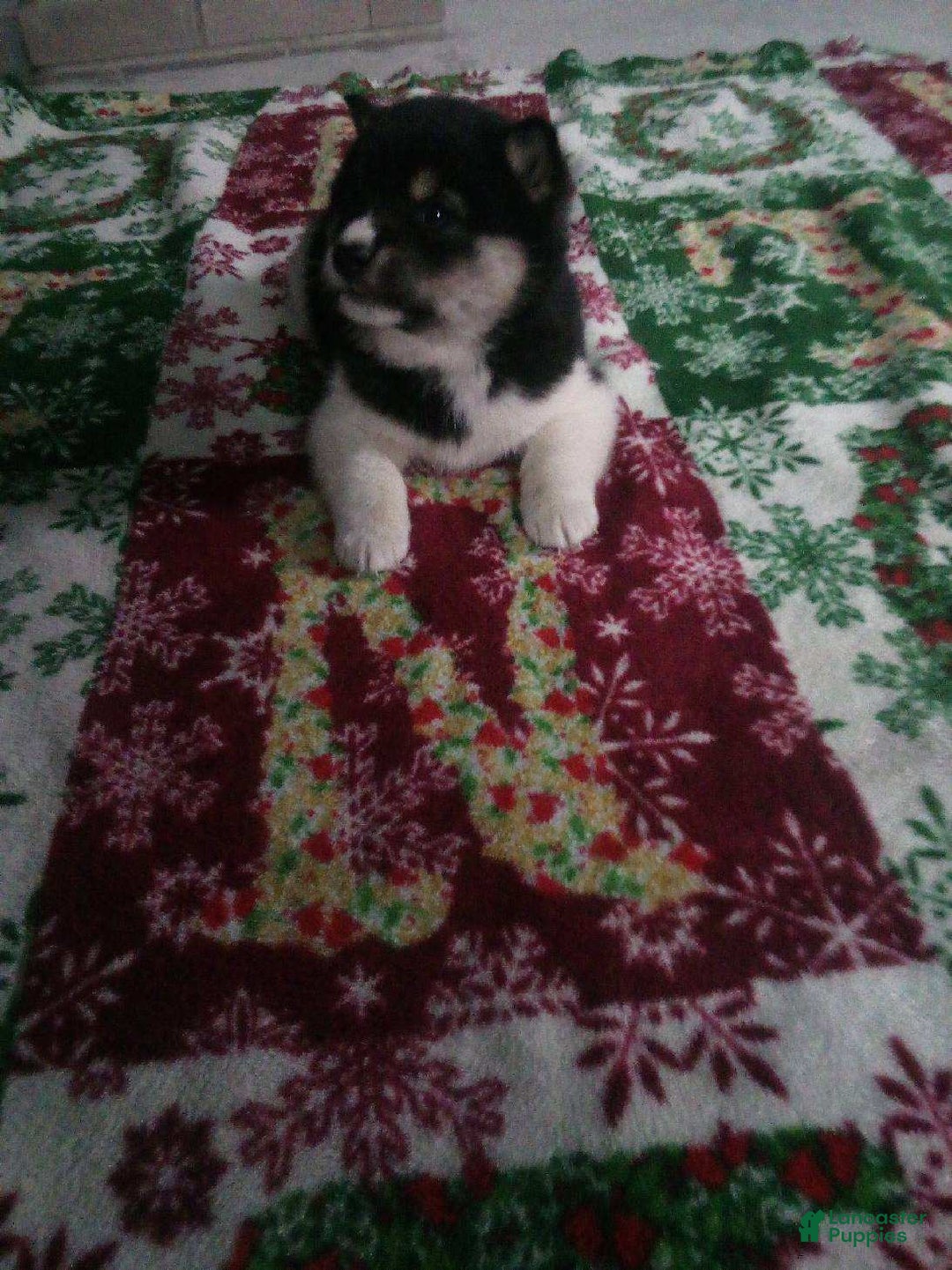 Shiba Inu dogs for sale: Sam - Ad 3