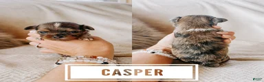 Casper