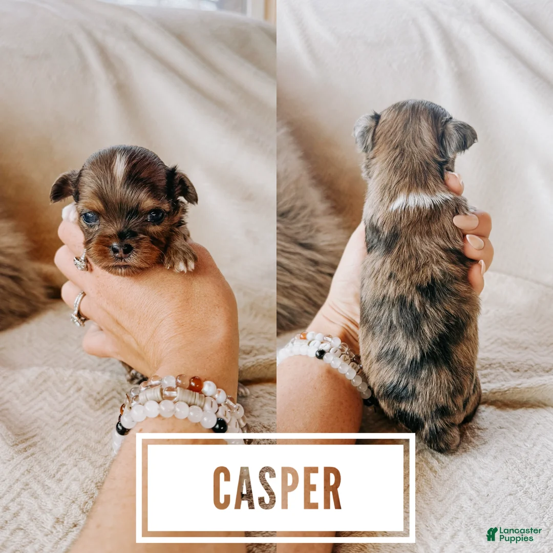 Shihpoo dogs for sale: Casper - Ad 1