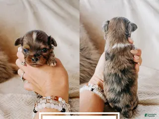 Shihpoo dogs Casper - Ad 33