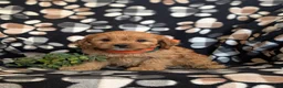 Cavapoo dogs for sale: Dolan - Ad 3