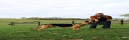 German Shepherd dogs for sale: Ellie  - Ad 12