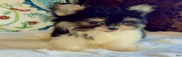 Mixed Breed dogs for sale: Designer Breed Yorkishire Terrier, Pomeranian Mix Puppy Female DaisyTimmy - Ad 5