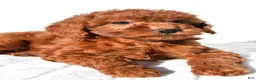 Mini Goldendoodle dogs for sale: Gracie - Ad 6