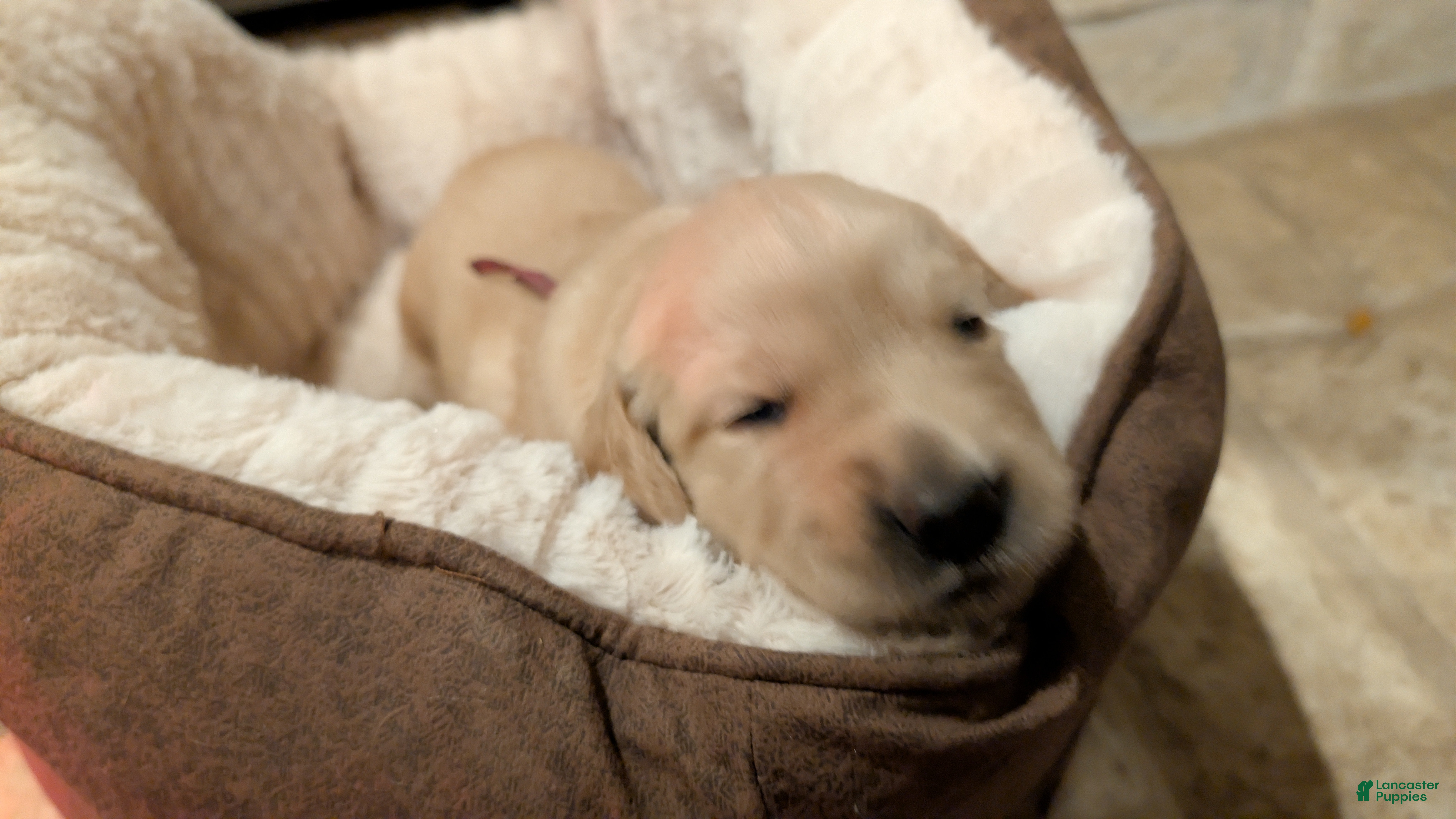 Golden Retriever dogs Golden Retriever (Pink Collar) - Ad 1