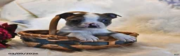 Boston Terrier dogs for sale: Brooklyn - Ad 3