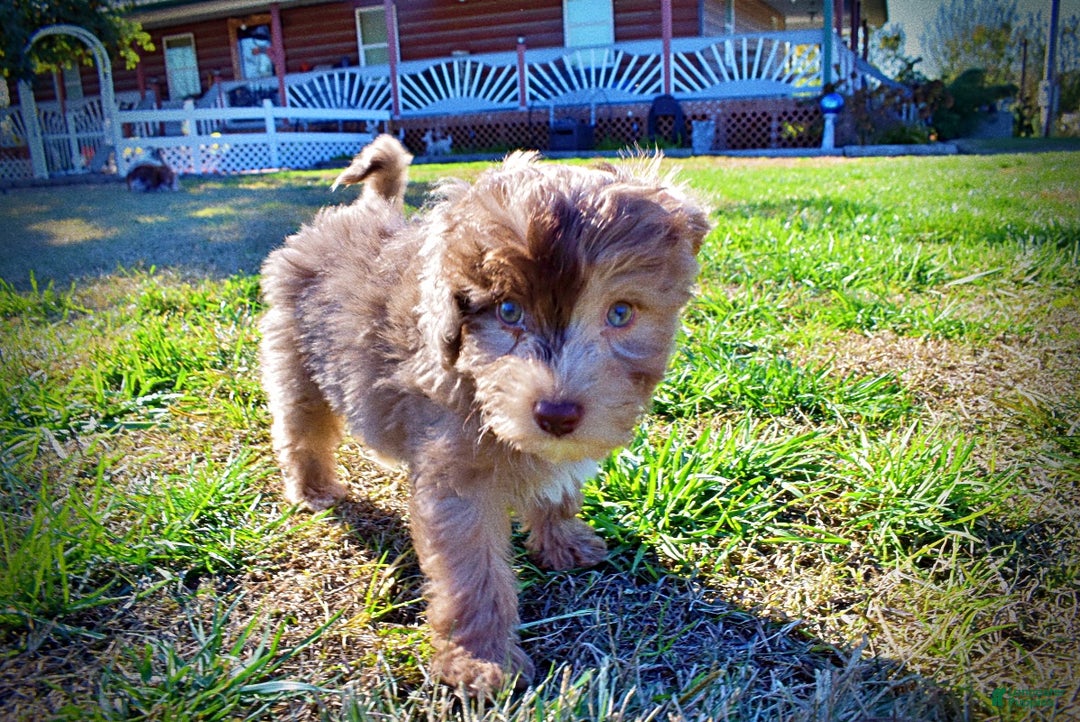 Havapoo dogs for sale: Inky - Ad 12