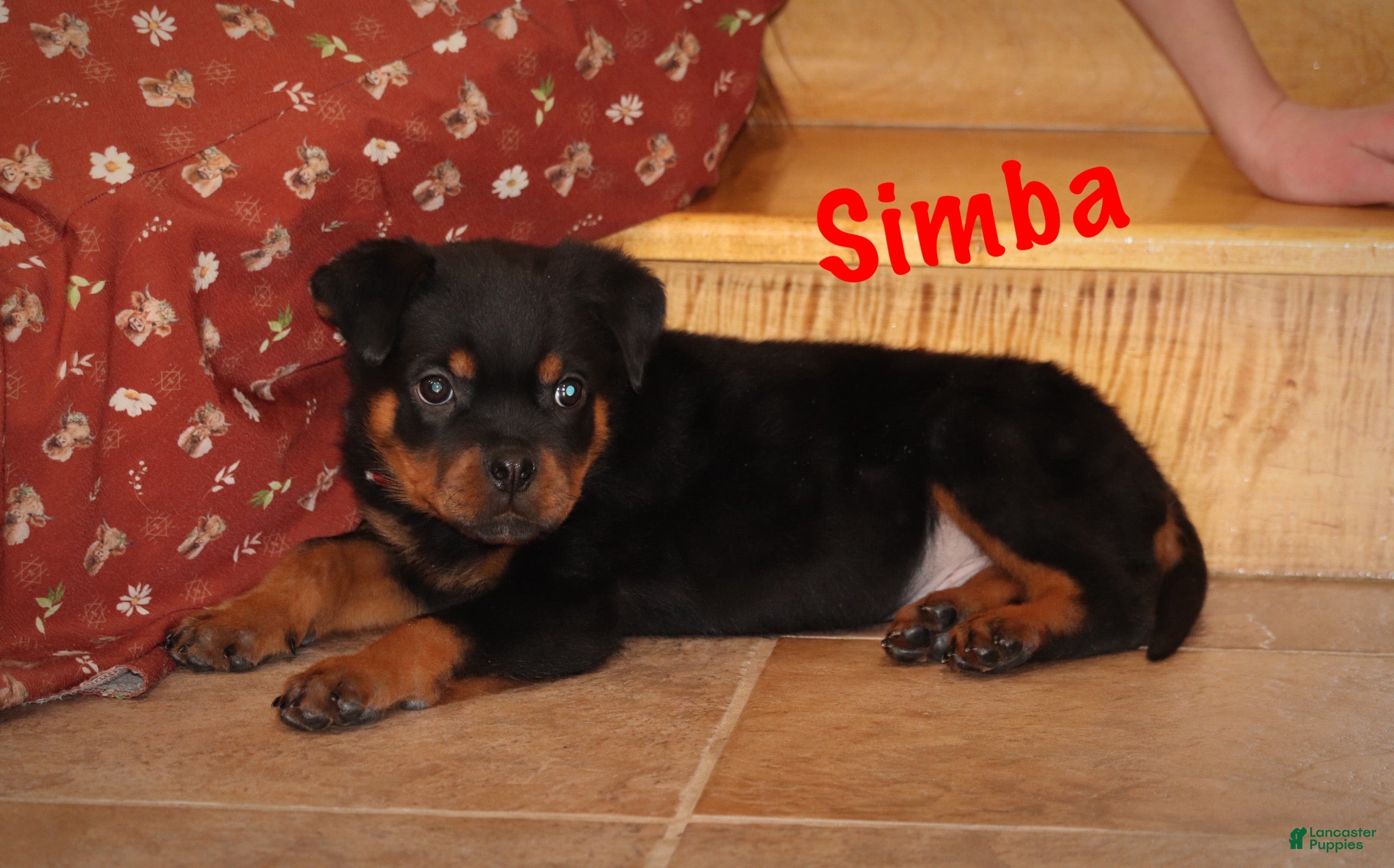 Rottweiler dogs Simba - Ad 2