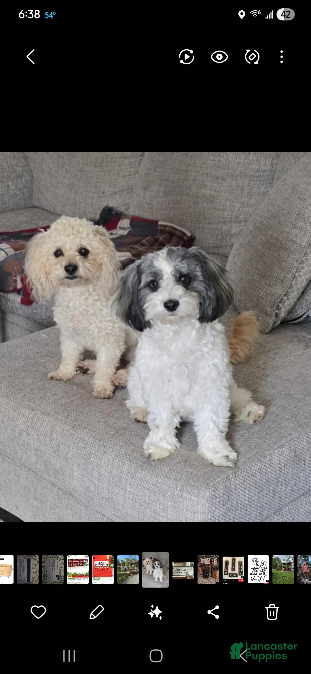 Shihpoo dogs for sale: Shihpoo 3 - Ad 3