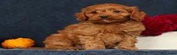 Cavapoo dogs for sale: Pluto - Ad 5